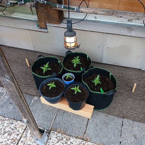 Banana Kush Cake #Automatic growlog timeline photo