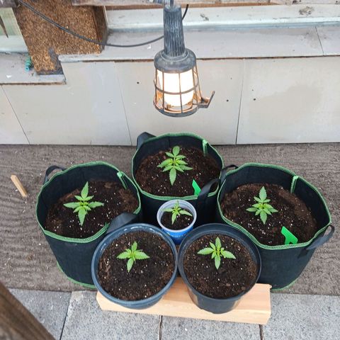 Banana Kush Cake #Automatic growlog timeline photo