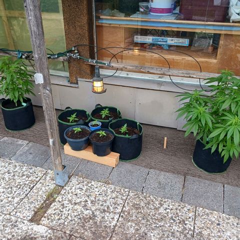 Banana Kush Cake #Automatic growlog timeline photo