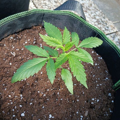 Banana Kush Cake #Automatic growlog timeline photo