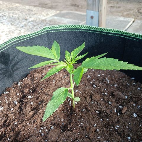 Banana Kush Cake #Automatic growlog timeline photo