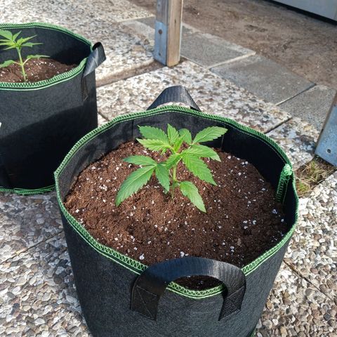 Banana Kush Cake #Automatic growlog timeline photo