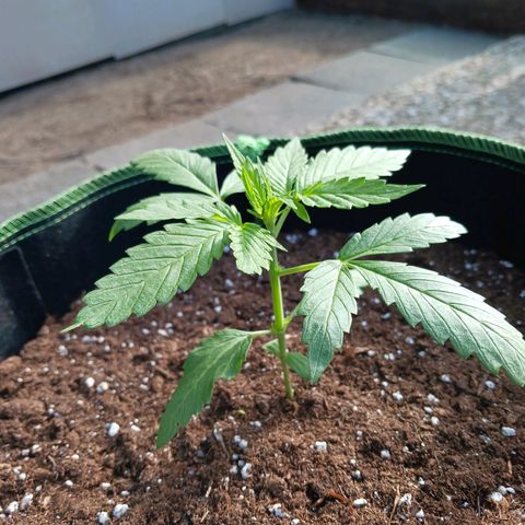 Banana Kush Cake #Automatic growlog timeline photo