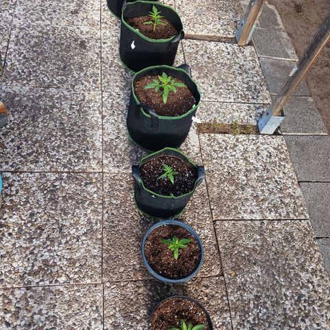 Banana Kush Cake #Automatic growlog timeline photo