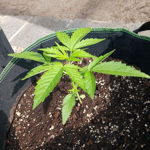 Banana Kush Cake #Automatic growlog timeline photo