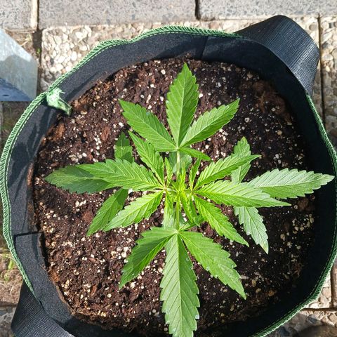 Banana Kush Cake #Automatic growlog timeline photo