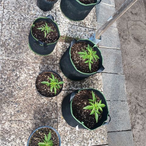 Banana Kush Cake #Automatic growlog timeline photo