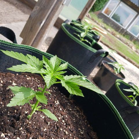 Banana Kush Cake #Automatic growlog timeline photo