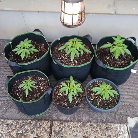 Banana Kush Cake #Automatic growlog timeline photo