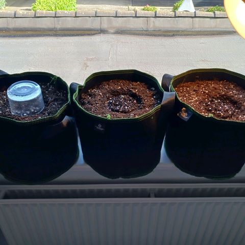 Chocolate Mint O.G.  #SpiderFarm          #Auto  growlog timeline photo
