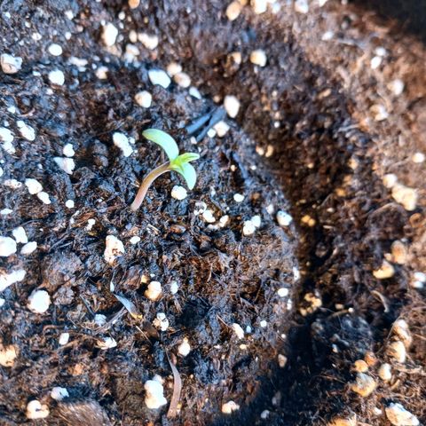 Chocolate Mint O.G.  #SpiderFarm          #Auto  growlog timeline photo