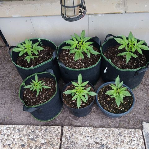 Banana Kush Cake #Automatic growlog timeline photo