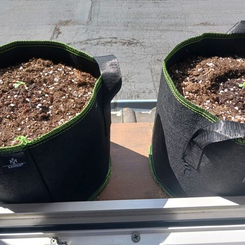 Chocolate Mint O.G.  #SpiderFarm          #Auto  growlog timeline photo
