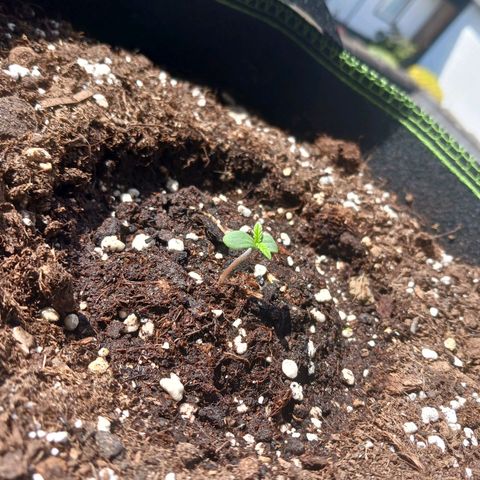 Chocolate Mint O.G.  #SpiderFarm          #Auto  growlog timeline photo
