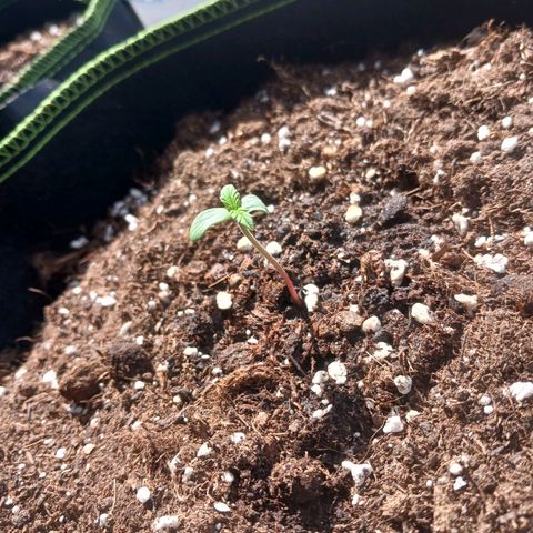Chocolate Mint O.G.  #SpiderFarm          #Auto  growlog timeline photo