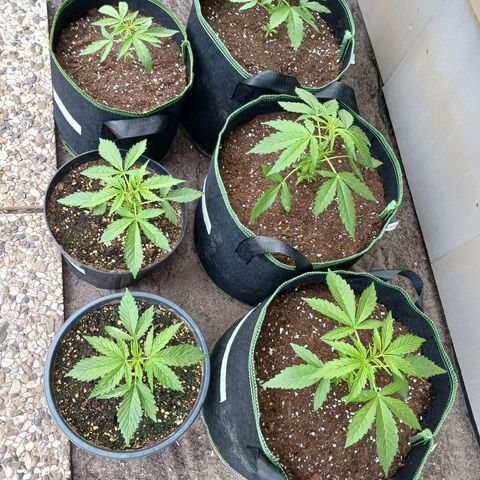 Banana Kush Cake #Automatic growlog timeline photo