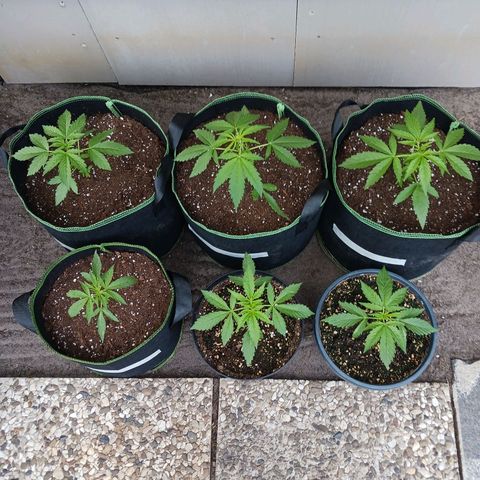 Banana Kush Cake #Automatic growlog timeline photo
