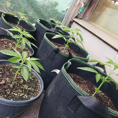 Banana Kush Cake #Automatic growlog timeline photo