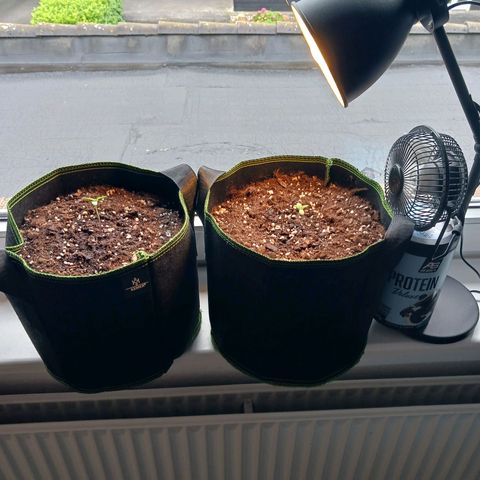 Chocolate Mint O.G.  #SpiderFarm          #Auto  growlog timeline photo