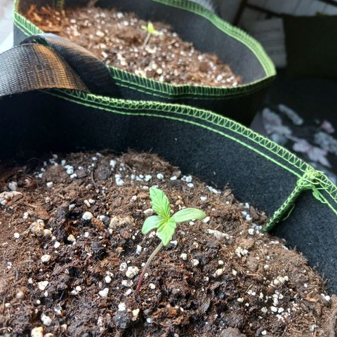 Chocolate Mint O.G.  #SpiderFarm          #Auto  growlog timeline photo
