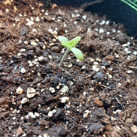 Chocolate Mint O.G.  #SpiderFarm          #Auto  growlog timeline photo