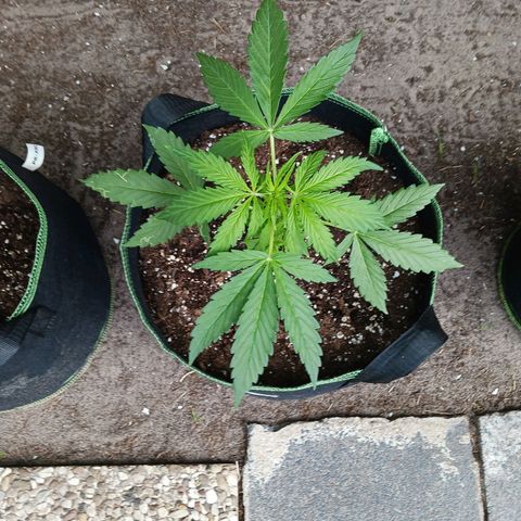 Banana Kush Cake #Automatic growlog timeline photo