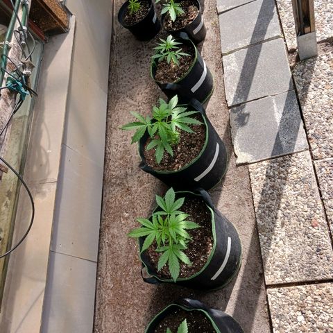 Banana Kush Cake #Automatic growlog timeline photo