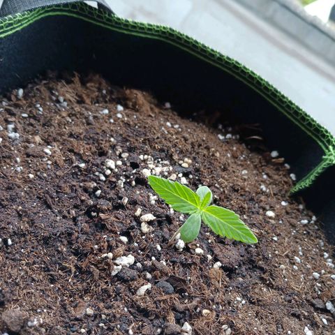 Chocolate Mint O.G.  #SpiderFarm          #Auto  growlog timeline photo