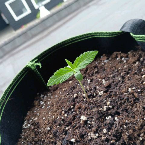Chocolate Mint O.G.  #SpiderFarm          #Auto  growlog timeline photo