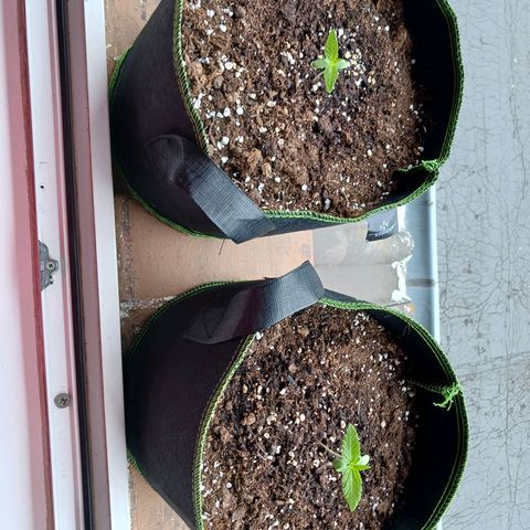 Chocolate Mint O.G.  #SpiderFarm          #Auto  growlog timeline photo