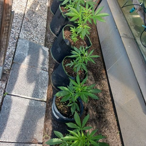 Banana Kush Cake #Automatic growlog timeline photo