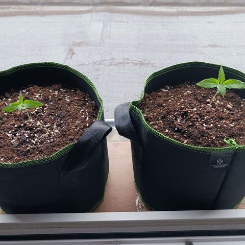 Chocolate Mint O.G.  #SpiderFarm          #Auto  growlog timeline photo