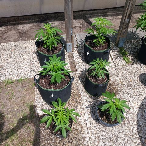 Banana Kush Cake #Automatic growlog timeline photo