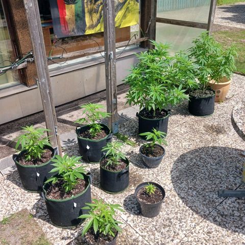 Banana Kush Cake #Automatic growlog timeline photo