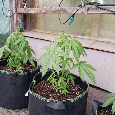 Banana Kush Cake #Automatic growlog timeline photo