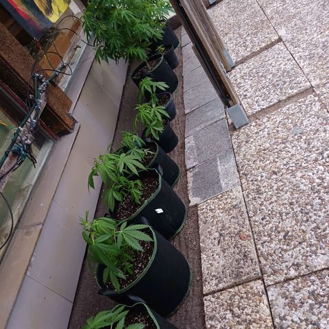 Banana Kush Cake #Automatic growlog timeline photo