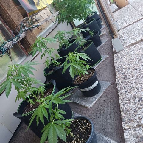 Banana Kush Cake #Automatic growlog timeline photo