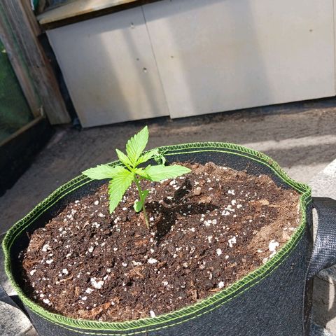 Chocolate Mint O.G.  #SpiderFarm          #Auto  growlog timeline photo