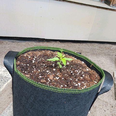 Chocolate Mint O.G.  #SpiderFarm          #Auto  growlog timeline photo