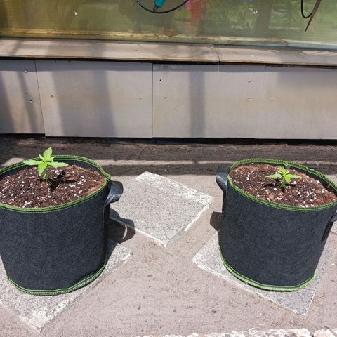 Chocolate Mint O.G.  #SpiderFarm          #Auto  growlog timeline photo