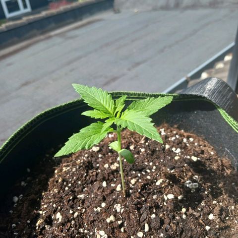 Chocolate Mint O.G.  #SpiderFarm          #Auto  growlog timeline photo