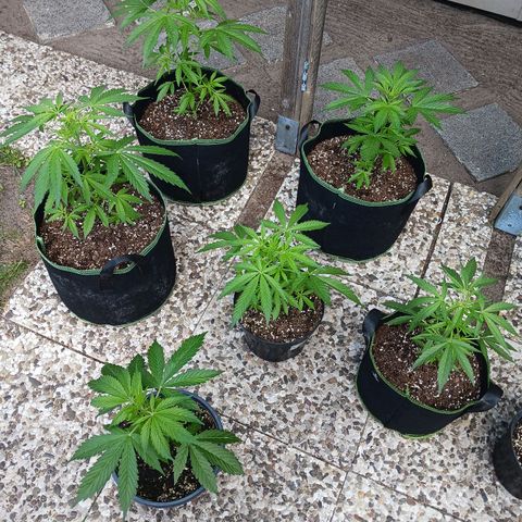 Banana Kush Cake #Automatic growlog timeline photo