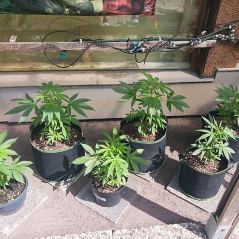 Banana Kush Cake #Automatic growlog timeline photo