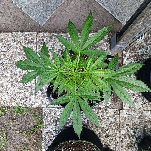 Banana Kush Cake #Automatic growlog timeline photo