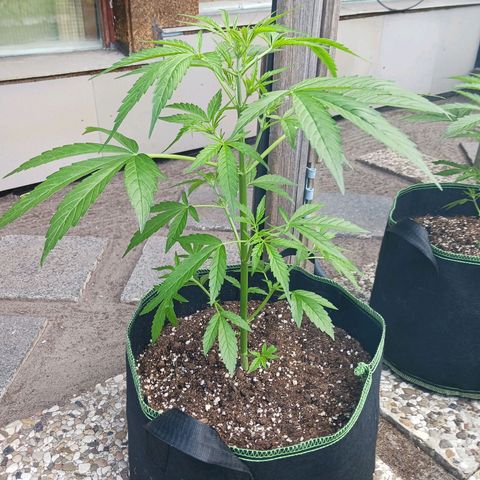 Banana Kush Cake #Automatic growlog timeline photo