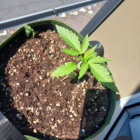Chocolate Mint O.G.  #SpiderFarm          #Auto  growlog timeline photo