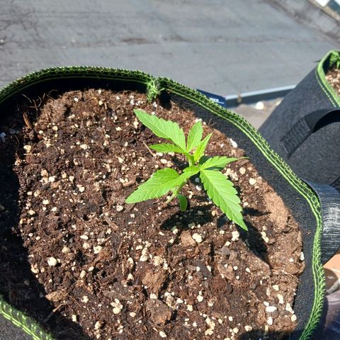 Chocolate Mint O.G.  #SpiderFarm          #Auto  growlog timeline photo