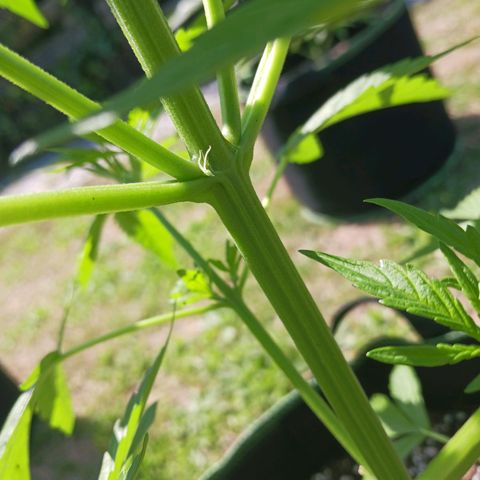 Banana Kush Cake #Automatic growlog timeline photo