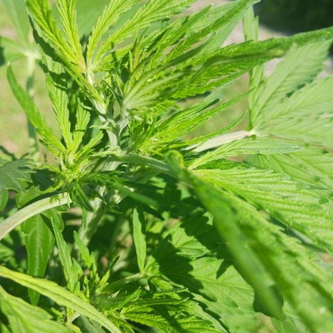 Banana Kush Cake #Automatic growlog timeline photo