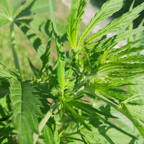 Banana Kush Cake #Automatic growlog timeline photo